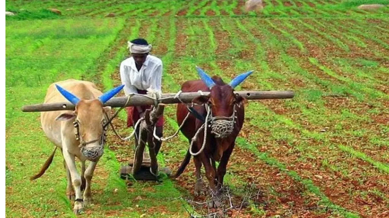 PM Kisan Yojana: नवरा-बायको दोघेही पीएम किसान योजनेचा लाभ घेऊ शकतात का? वाचा नियम काय सांगतो