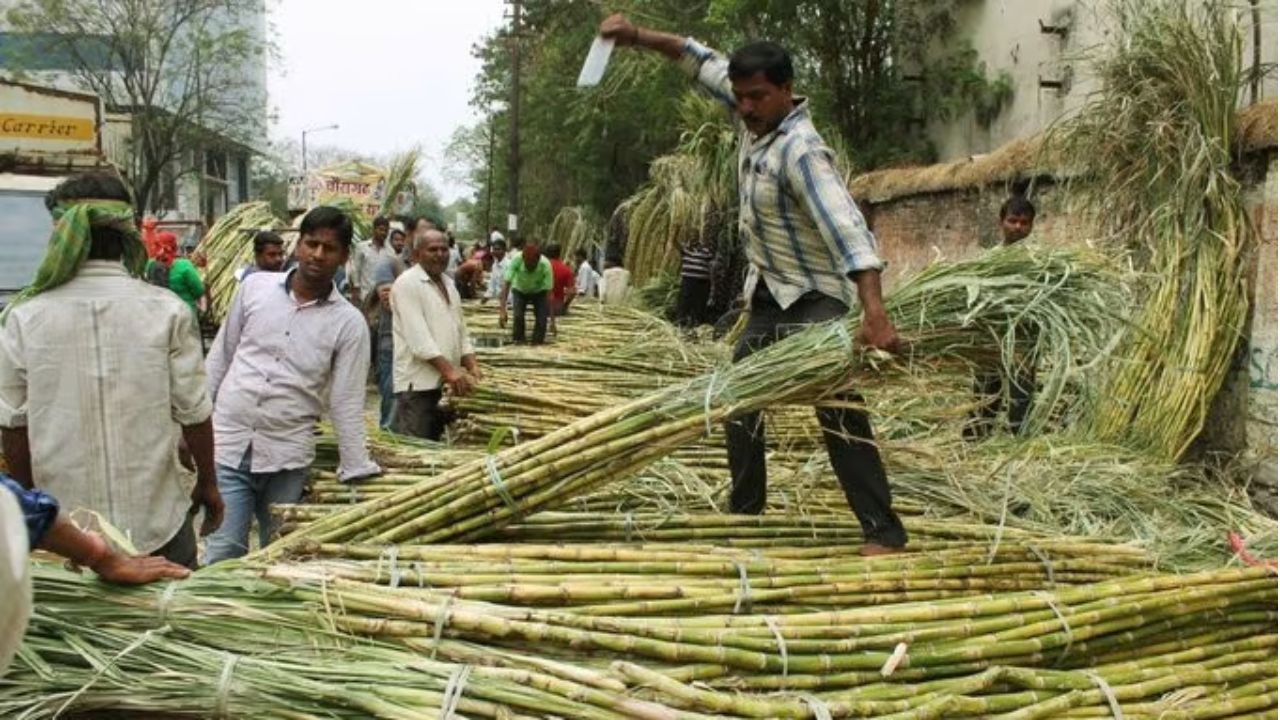 Sugarcane FRP 2024-25 : 'एफआरपी'चे १३ हजार ९८२ कोटी शेतकऱ्यांच्या बँक खात्यावर जमा