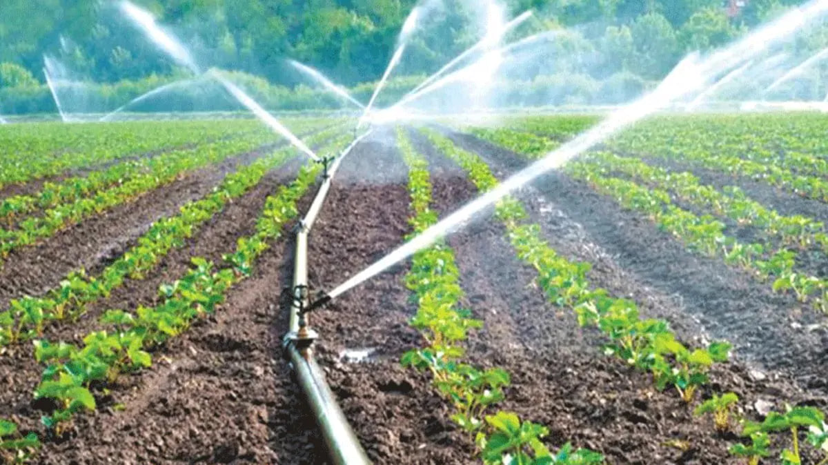 Irrigation Scheme : ठिबक आणि तुषार सिंचनासाठी १४४ कोटी वितरणास मान्यता